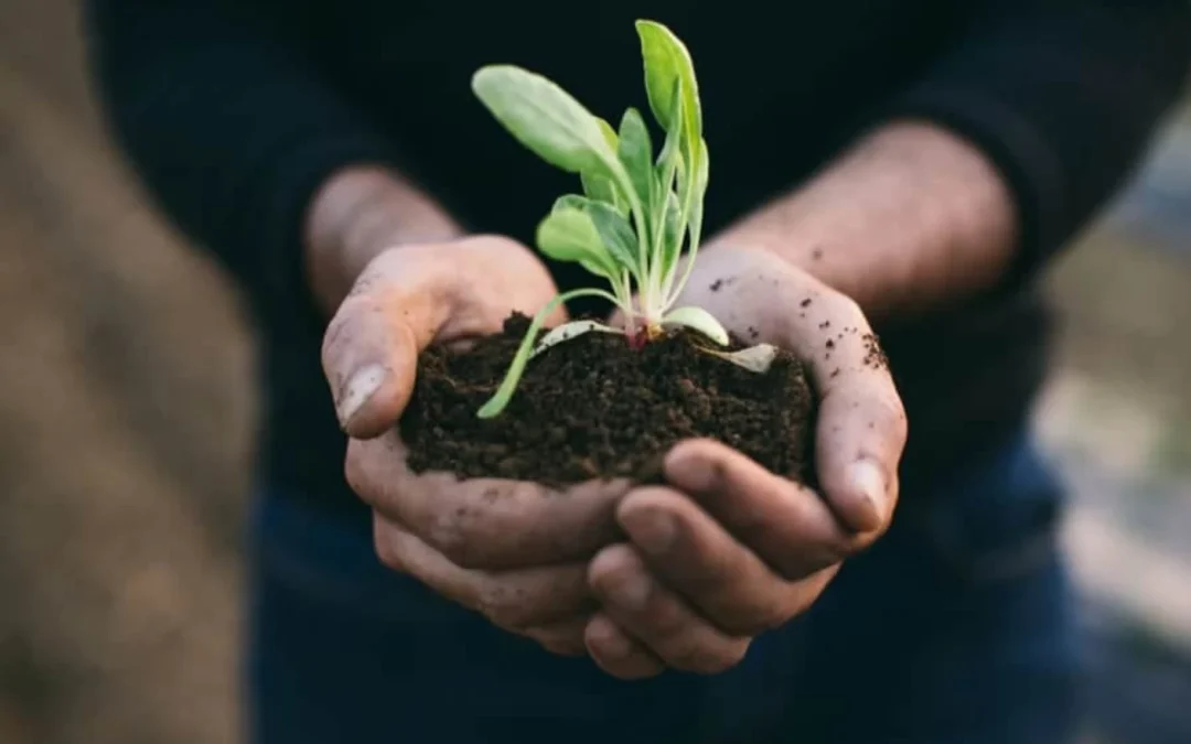 How to Start a Sustainable Lifestyle: Simple Steps for Beginners